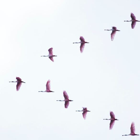 birds migrating