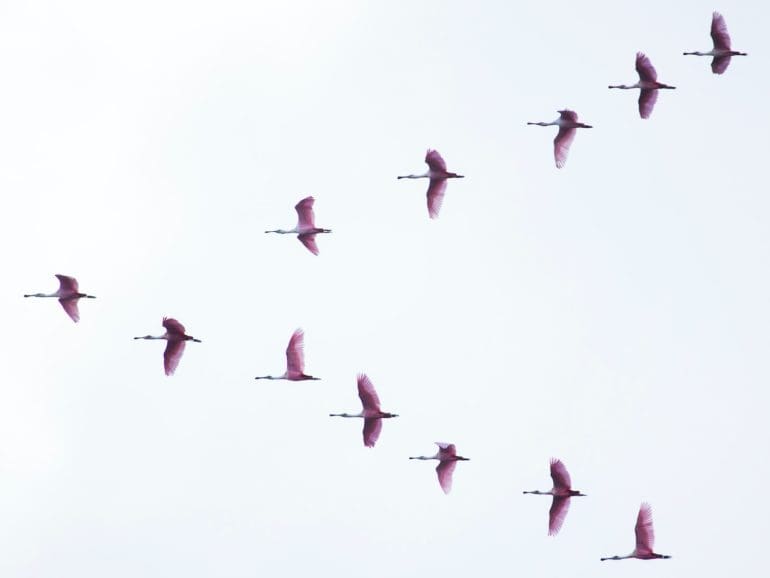 birds migrating