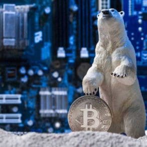 polar bear and bitcoin