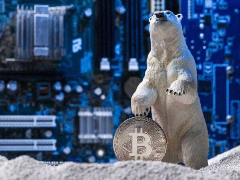 polar bear and bitcoin