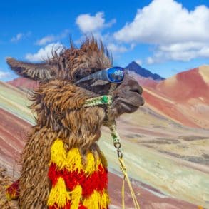 Funny Alpaca, Lama pacos, near the Vinicunca mountain, famous destination in Andes, Peru