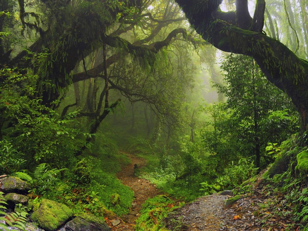 Nepal jungle area at the foot of the Annapurna