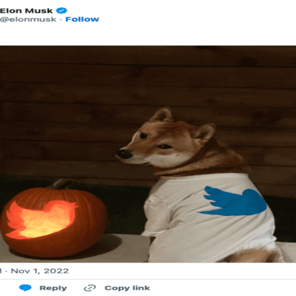 tweet of a dog in a top