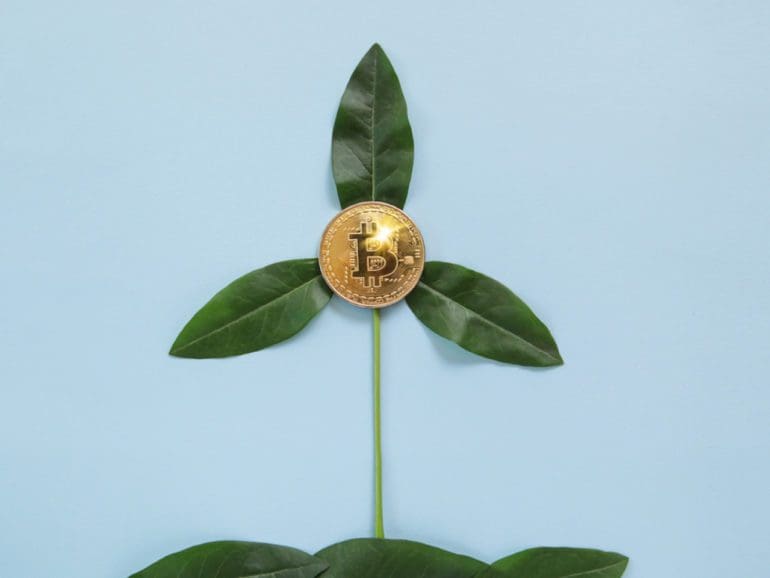bitcoin plant