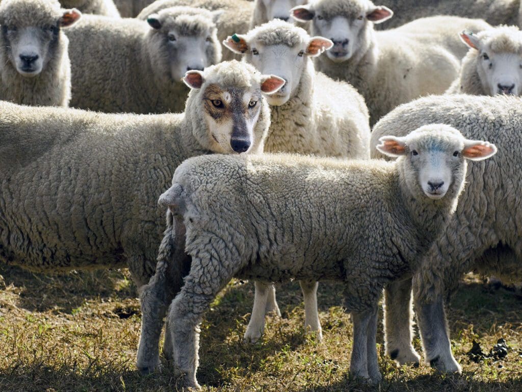 Wolf in sheep's clothing hiding among a flock of sheep.Concept photo of  those playing a role contrary to their real character with whom contact is dangerous, particularly false teachers.