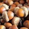 acorns-1013486_1280